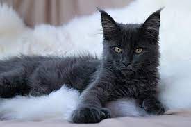 Introduction the Black Maine Coon Cat Breeds