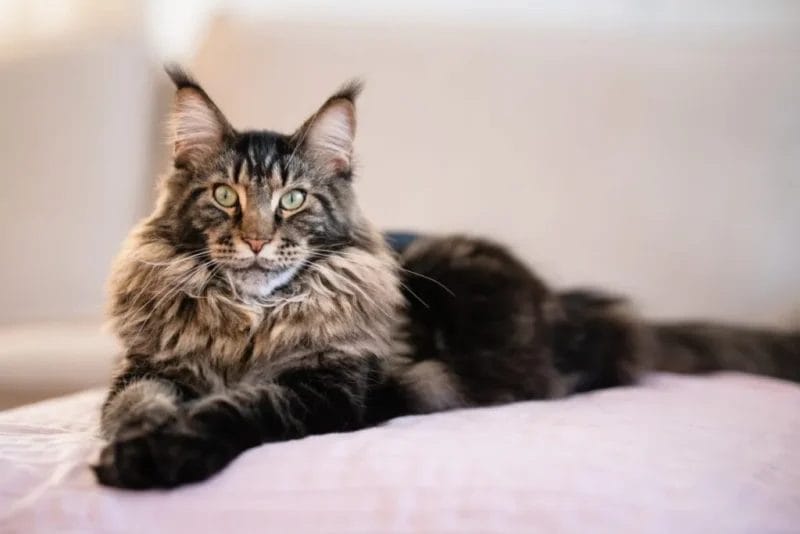 Caring for a Black Maine Coon