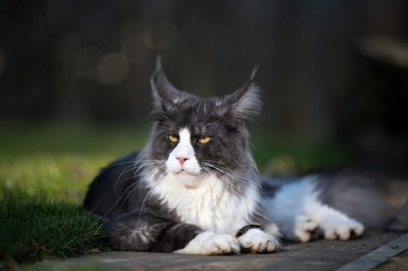 Preparing for a Black Maine Coon