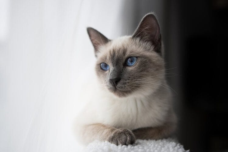 Introduction the Blue Point Siamese Cat Breeds