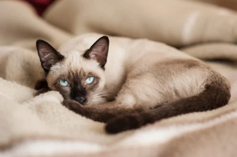 Blue Point Siamese Cat Care