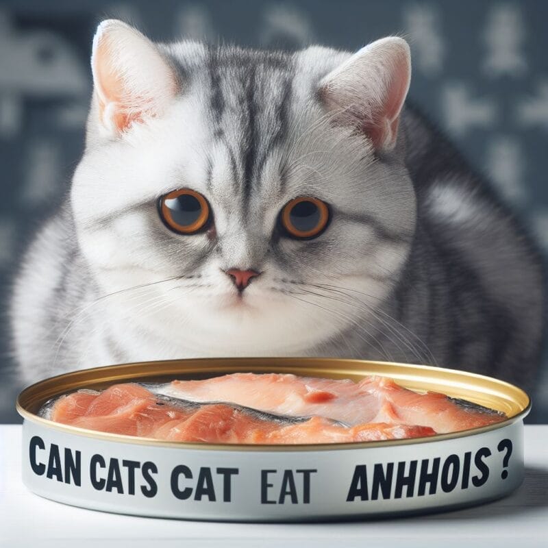 Benefits of Anchovies for Cats