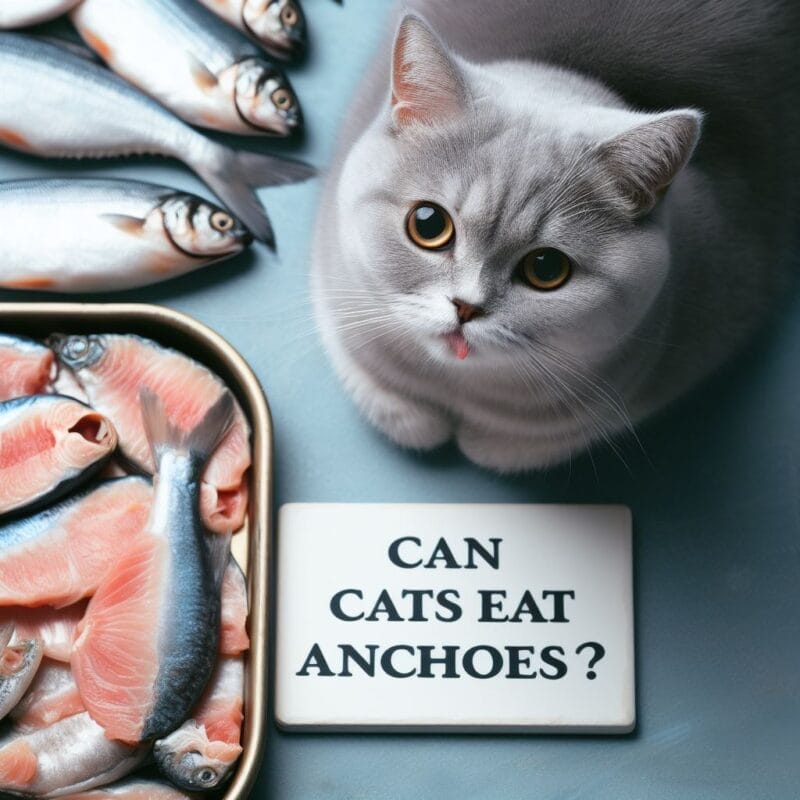 How to Feed Anchovies to Cats