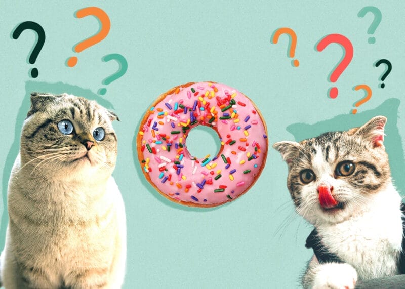 Can Cats Eat Donuts? A Vet's Healthy Advice on Donuts for Cats