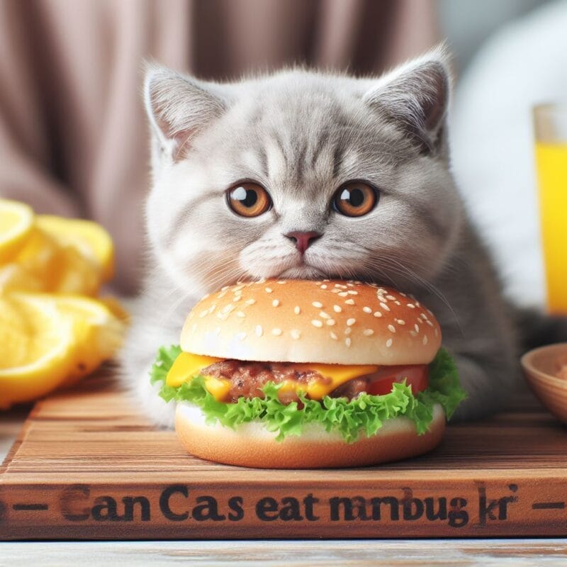 How to Feed Hamburger to Cats