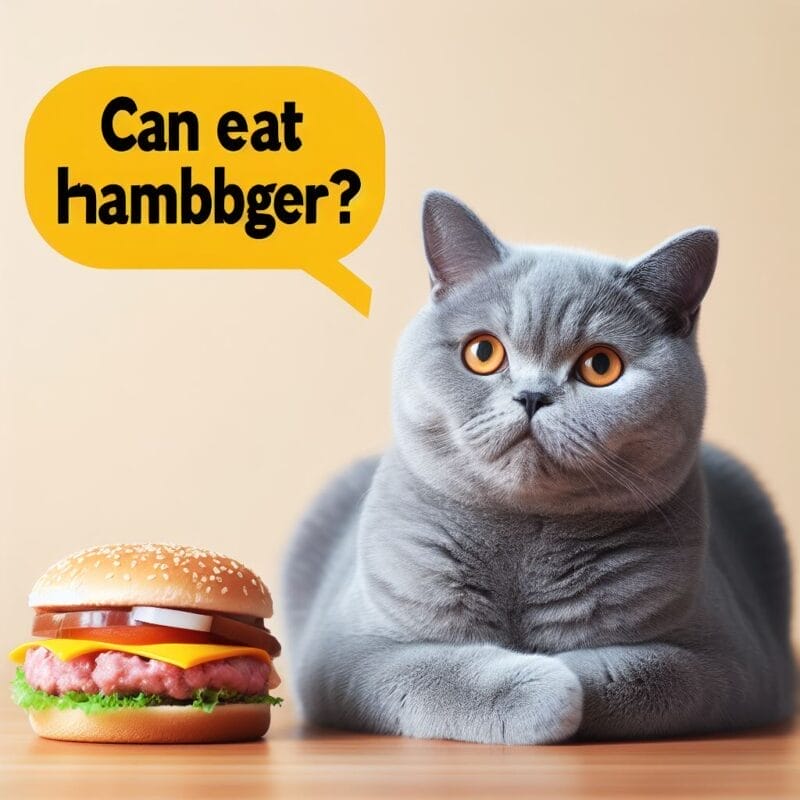 Can Cats Eat Hamburger?