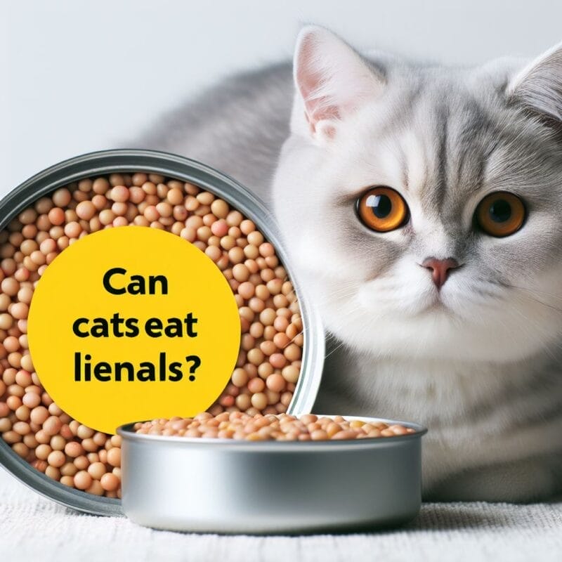 Can Cats Eat Lentils?