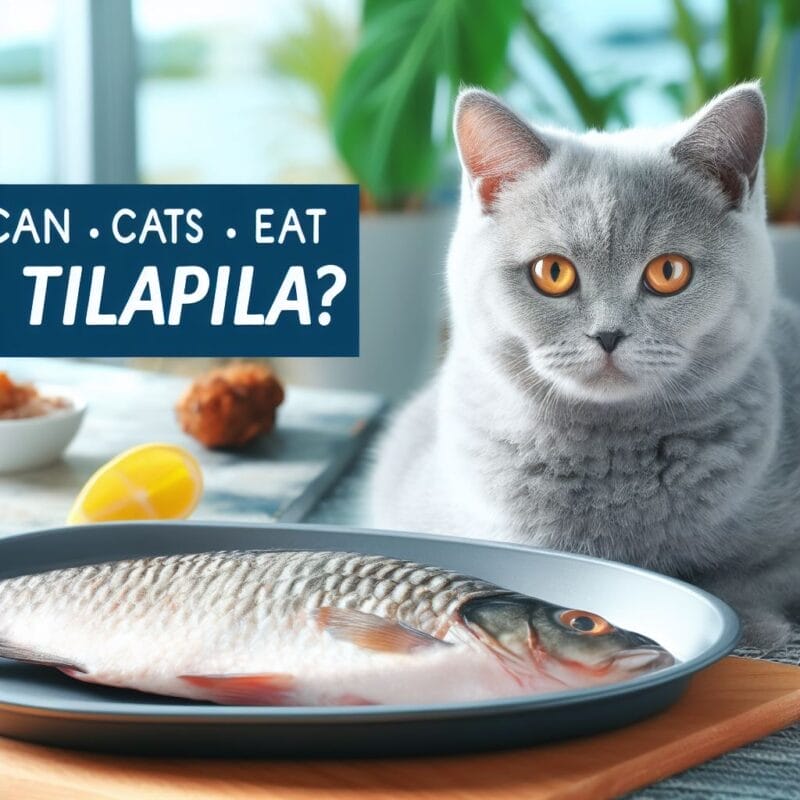 Can Cats Eat Tilapia?