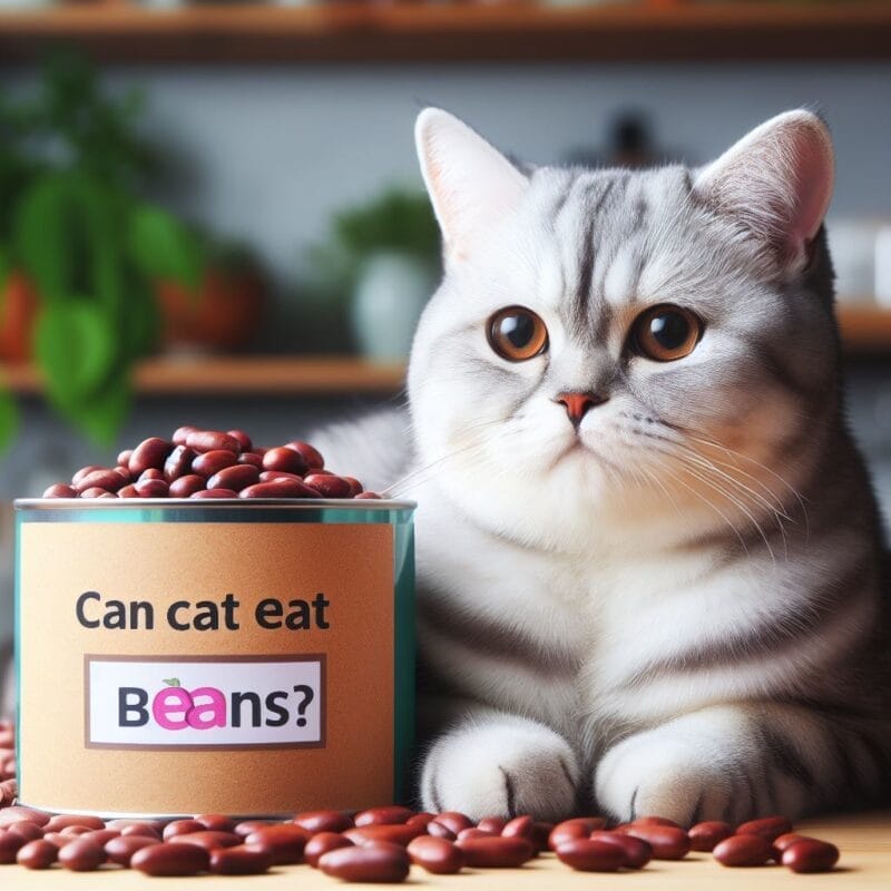 How to feed Black beans to cats