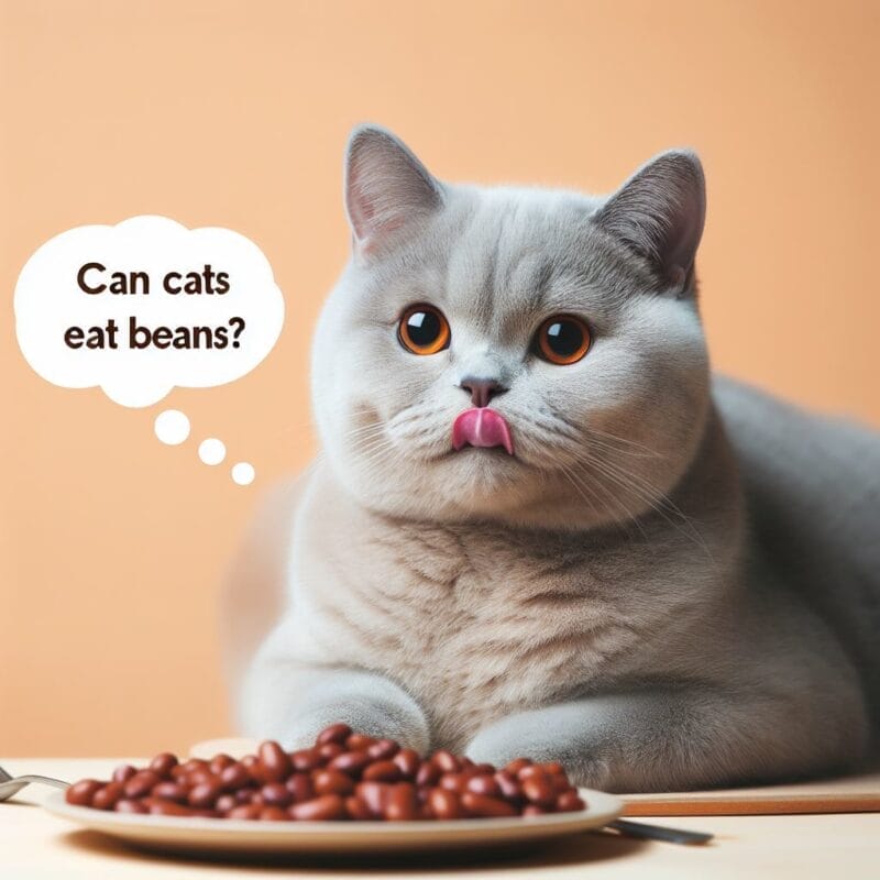 Benefits of Black beans for cats