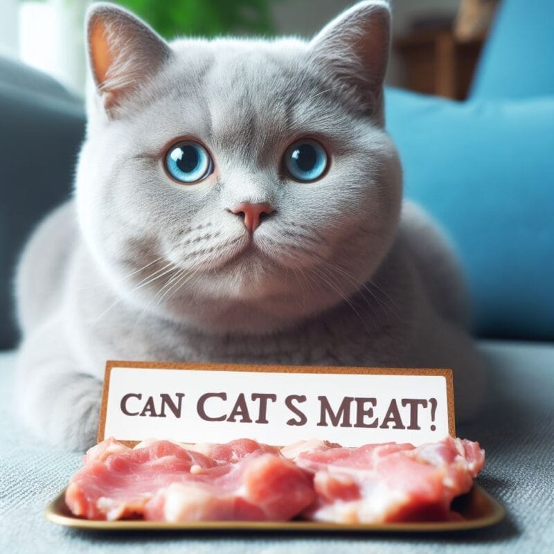 Can cats eat Meat?
