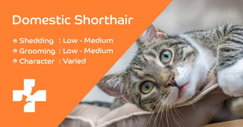 Caring for a Domestic Shorthair