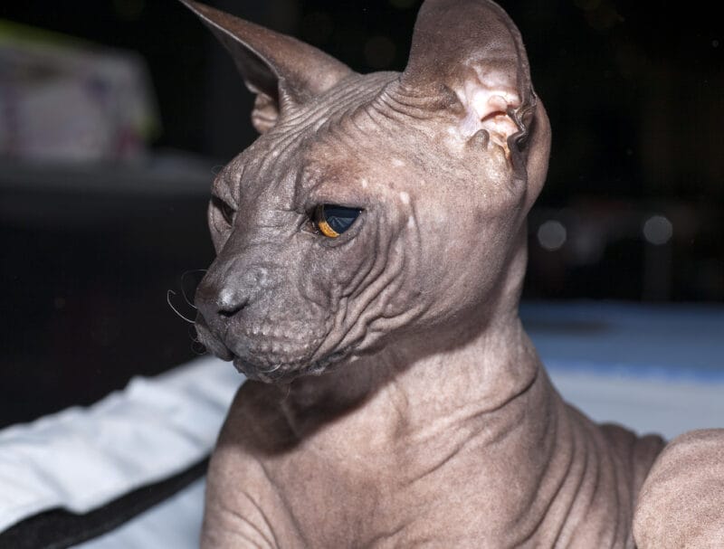 Introduction the Don Sphynx Cat Breeds