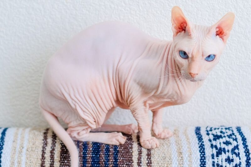 Caring for a Don Sphynx