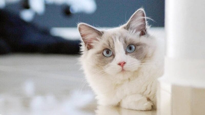 Caring for a Flame Point Ragdoll