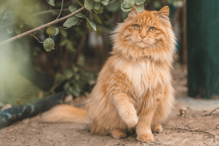 Introduction about Ginger Cat Breeds