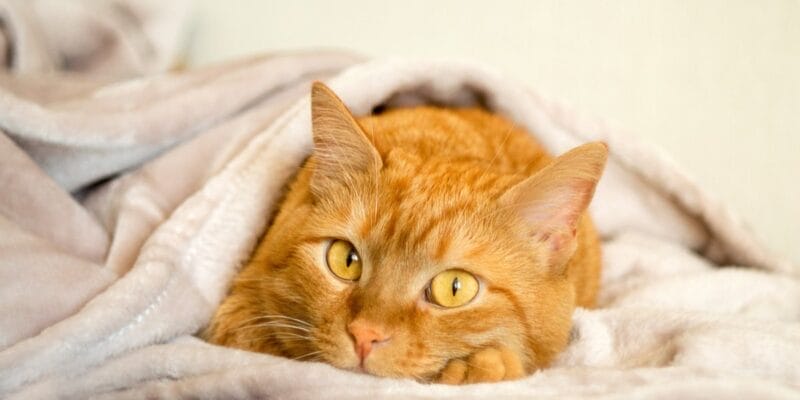 Caring for a Ginger Cat