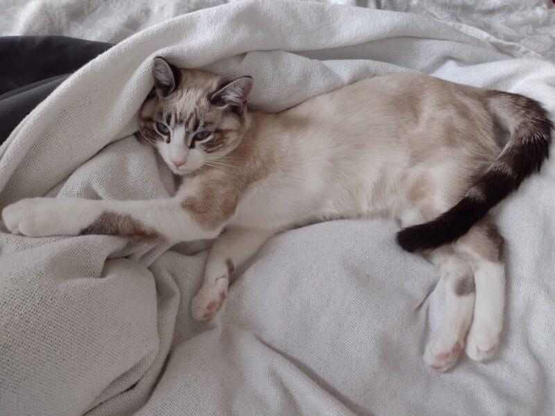 Caring for a Lynx Point Siamese