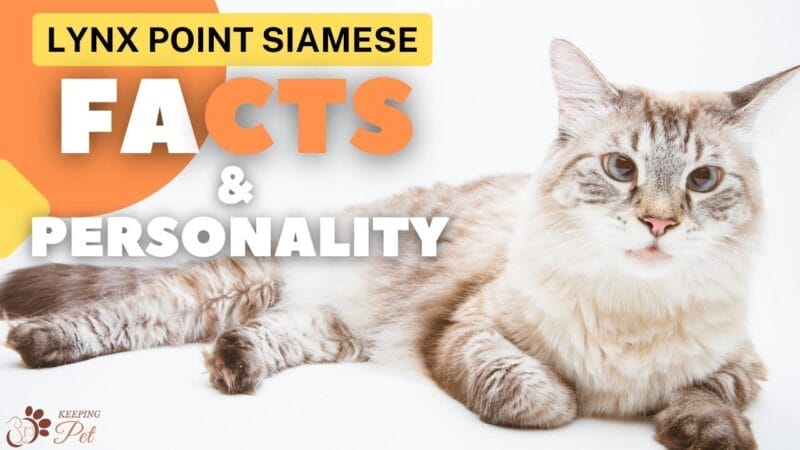 Introduction Lynx Point Siamese Cat Breeds