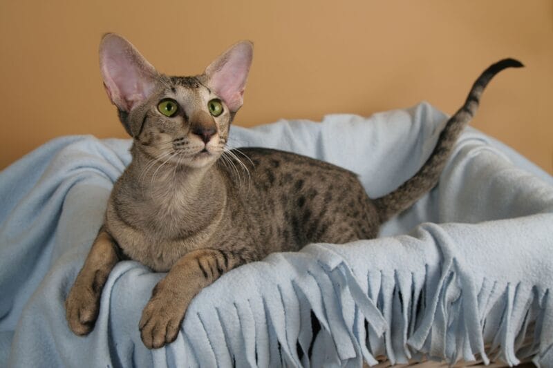 Introduction about Oriental Shorthair Cat Breeds