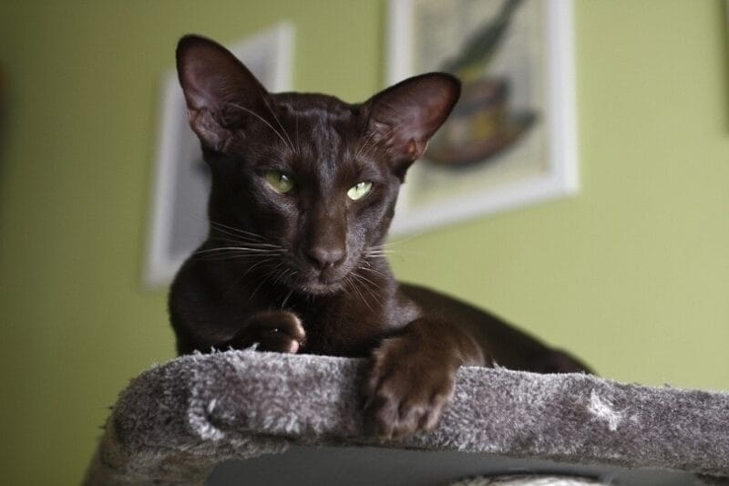Caring for an Oriental Shorthair Cat