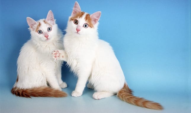 Introduction The Turkish Van Cat Breed