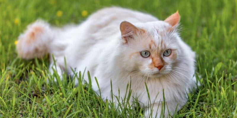 How to Take Care of a Turkish Van Cat