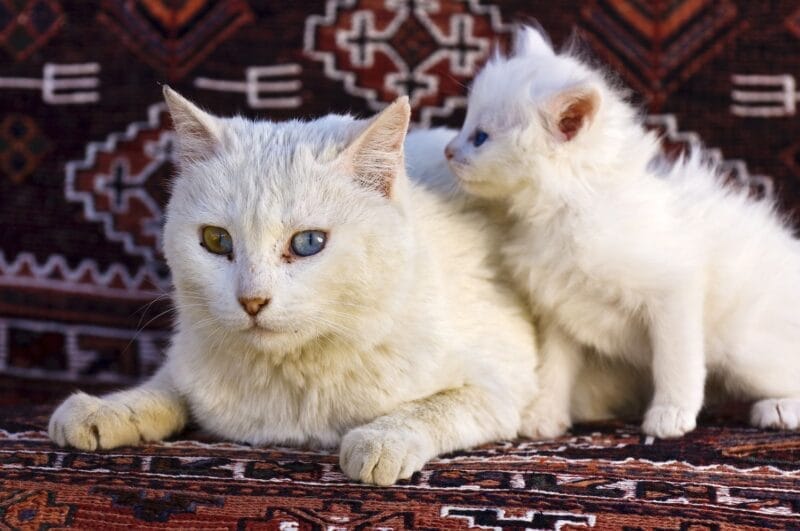 How to Prepare for a Turkish Van Cat's Life