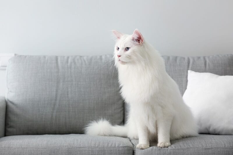 Caring for a White Maine Coon
