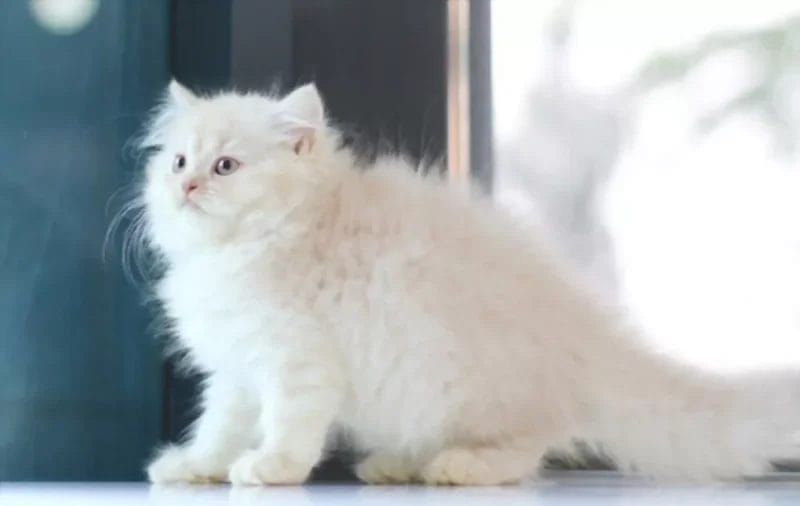 Preparing for a White Maine Coon