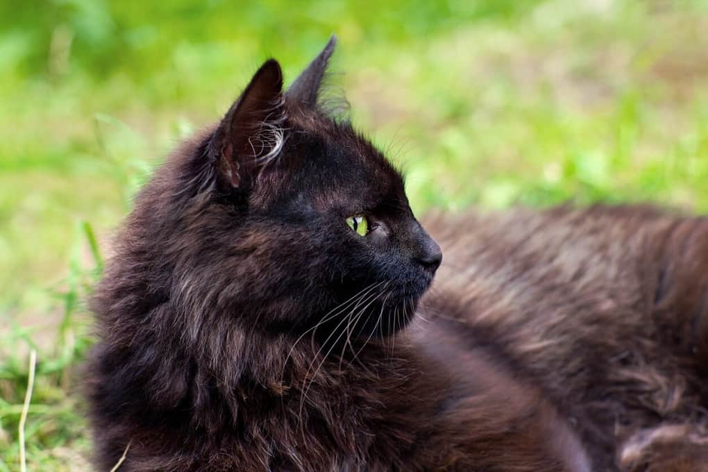 Introduction The York Chocolate Cat Breed