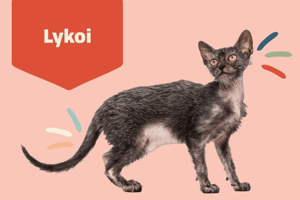 Exploring the Enigmatic Lykoi Cat Breed – A Personal Guide