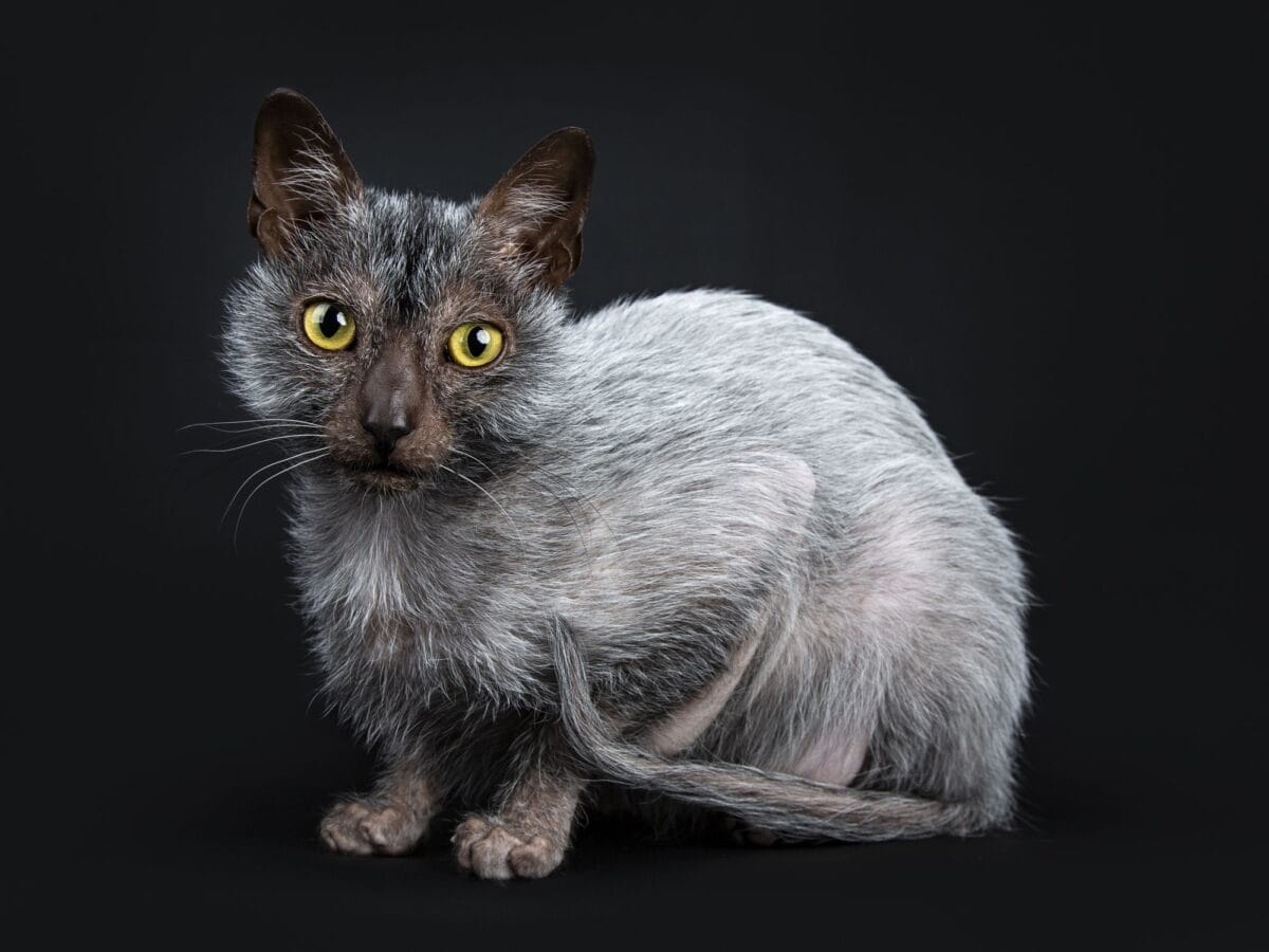 The Enigmatic Lykoi Cat Breed – A Comprehensive Guide
