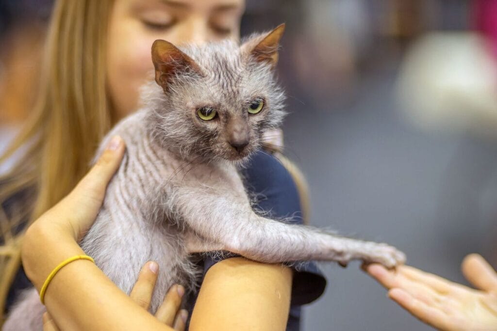 Caring for a Lykoi Cat