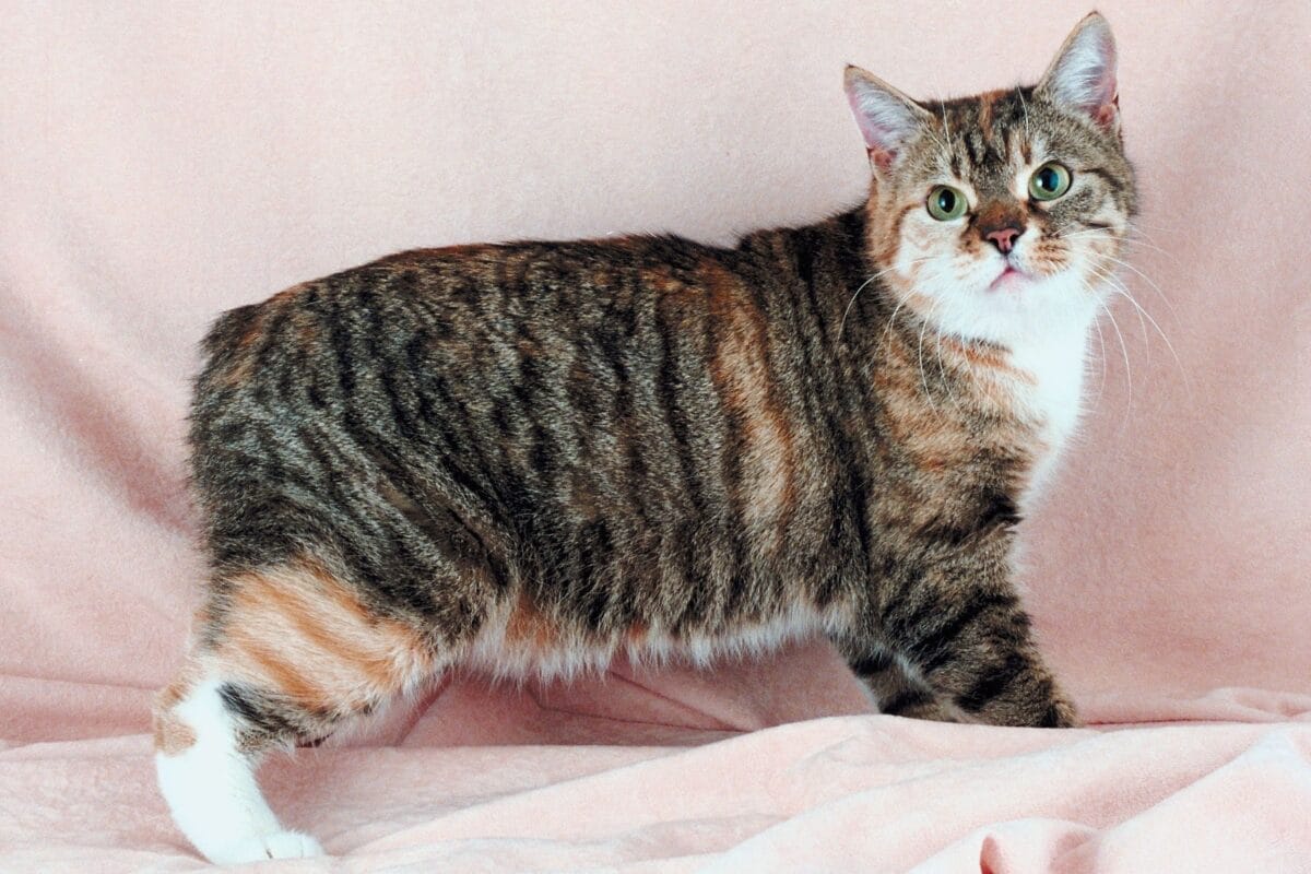 Discovering the Charm of the Manx Cat Breed: More Than Just a Tail Tale