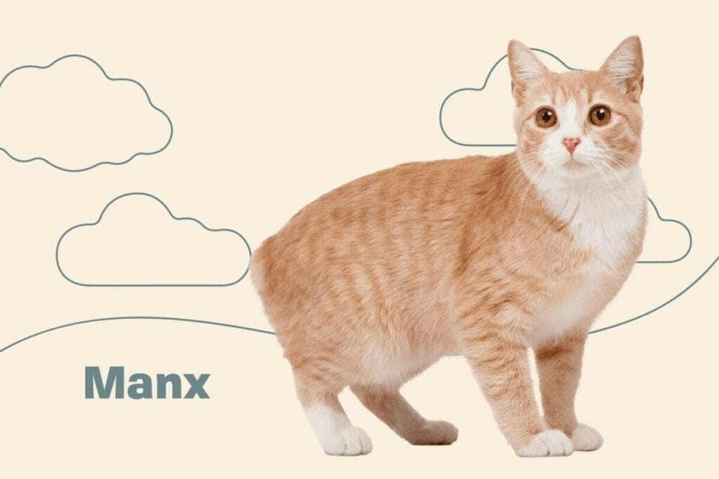 Exploring the Fascinating Manx Cat Breed: Beyond the Signature Tail