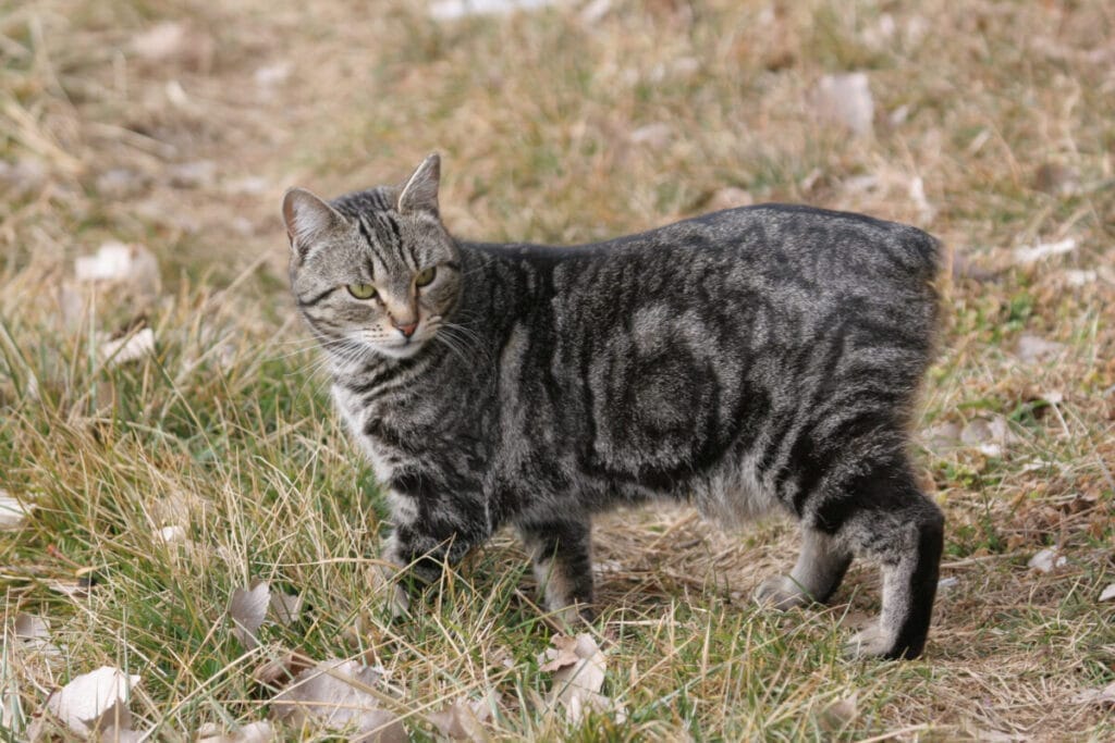 Caring for a Manx Cat breed