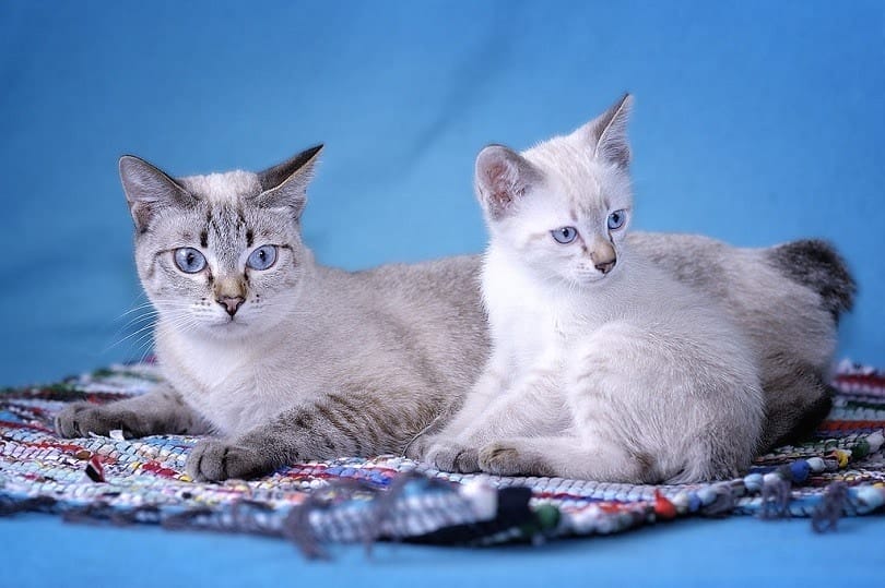 How to Take Care of a Mekong Bobtail Cat breeds