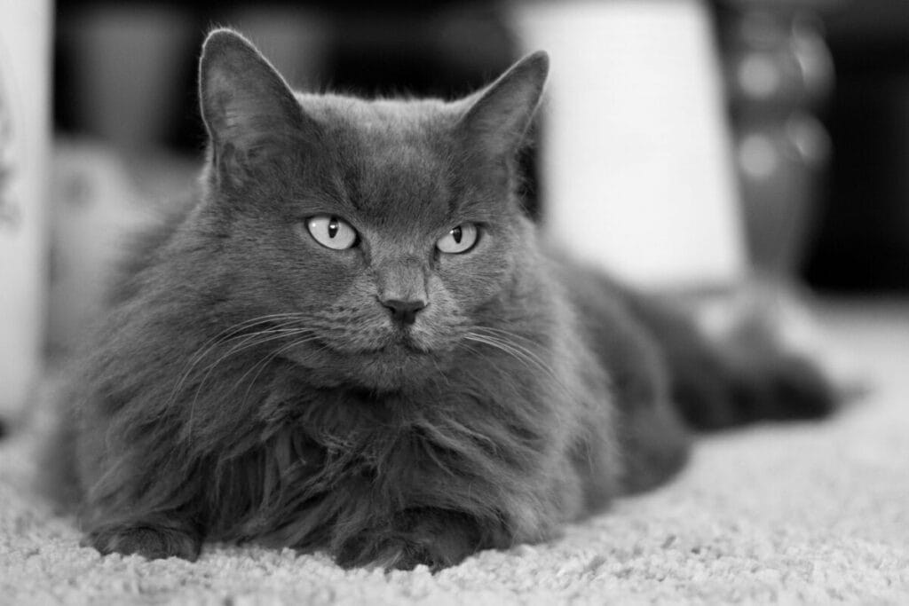 Introduction The Fascinating Nebelung Cat Breed