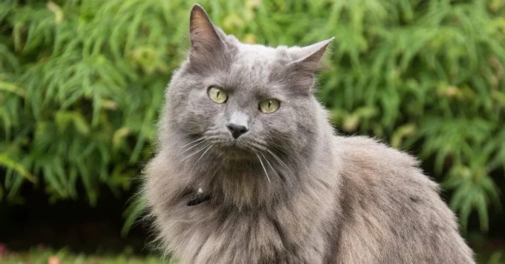 How to Care for a Nebelung Cat