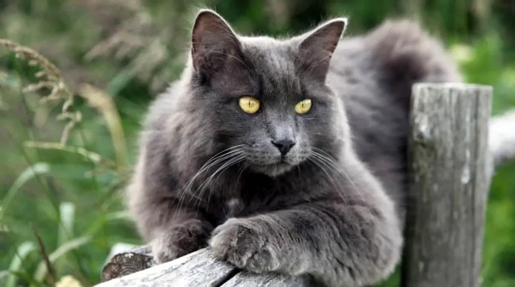 Preparing for a Nebelung Cat