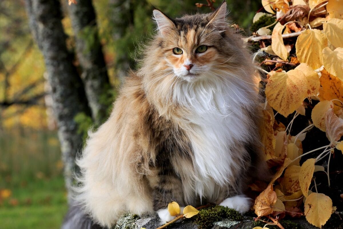 Exploring the Enigmatic Norwegian Forest Cat Breed