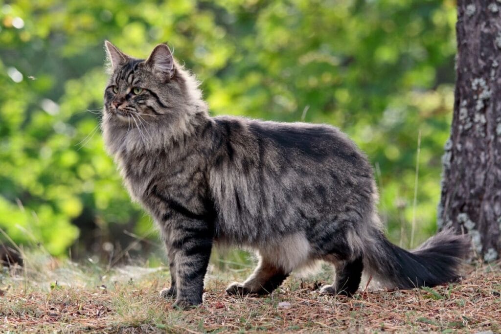 Introduction The Norwegian Forest Cat Breed