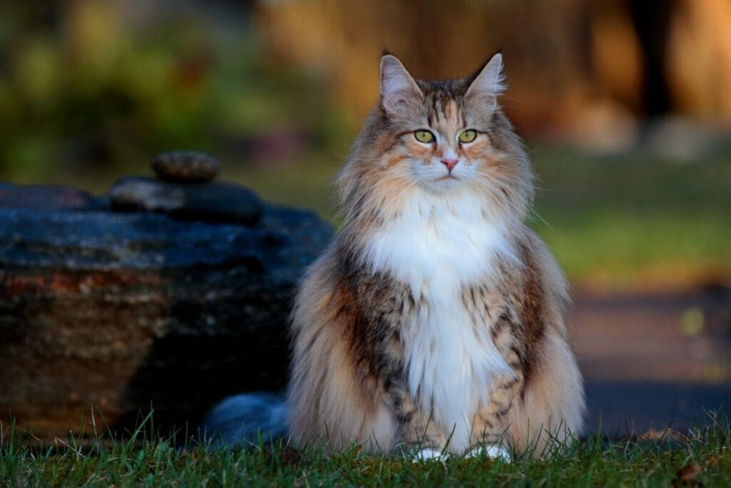 Caring for a Norwegian Forest Cat