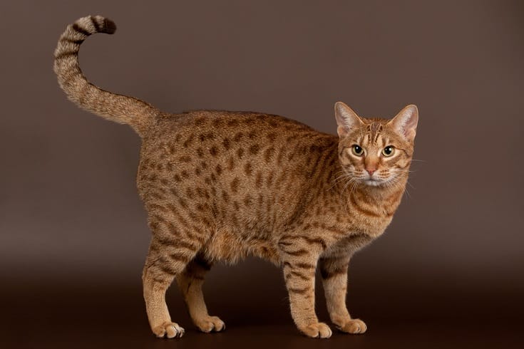 Introduction The Ocicat Cat Breed