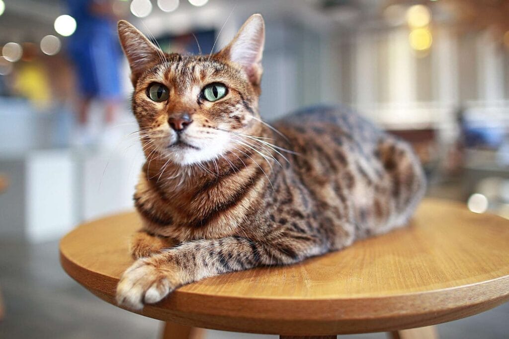 How to Care for an Ocicat Cat Breed