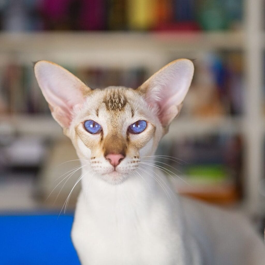 Introduction The Oriental Bicolor Cat Breed