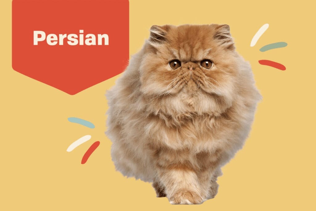 Introduction The Glamorous Persian Cat Breed