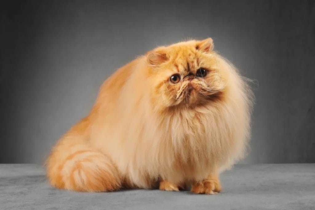 Caring for a Persian Cat Breed