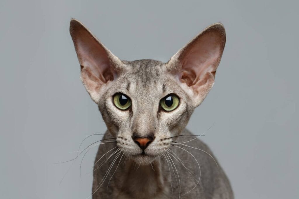 Introduction The Unique Peterbald Cat Breed